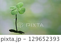 Four-leaf clover and ripples reflected on the water surface 129652393