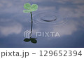 Four-leaf clover and ripples reflected on the water surface 129652394