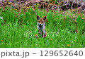子ぎつね 129652640