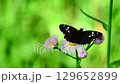 ダイミョウセセリ 129652899