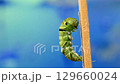 アゲハ蝶　前蛹から蛹へ変身 129660024