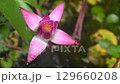 purple lotus water lily flower blooming in water after rain 129660208