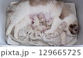 Mother Ragdoll cat feeding her Five Newborn kittens. 129665725