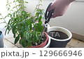 Hand pruning a potted plant with shears. Represents growth, care, and home gardening. Ideal for nature, DIY, and sustainability themes. 129666946