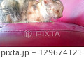 Sleeping cat drooling on red sofa close-up 4K Sleeping cat drooling on red sofa close-up 4K 129674121