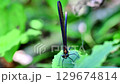 ハグロトンボ 129674814