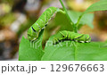 アゲハ蝶幼虫兄弟　和気あいあい 129676663