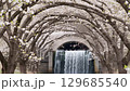Serene Waterfall Flowing Through Cherry Blossom Canopy in Spring 129685540