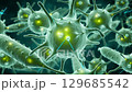 Microscopic View of Green Cell Structures with Abstract Background 129685542