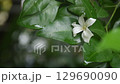 orange jasmine tropical flower scented on night falling on leaf with drop of water after rain  129690090
