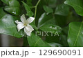 orange jasmine tropical flower scented on night falling on leaf with drop of water after rain  129690091