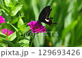 Black swallowtail butterfly resting on a zinnia 129693426