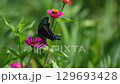 Black swallowtail butterfly resting on a zinnia 129693428