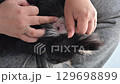 Cleaning your dog's ears with cotton 129698899
