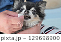 Caring for your beloved dog: Reluctant dogs, tear stains, facial cleaning, dental care 129698900