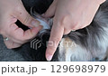 Cleaning dog ears: Dirt on cotton 129698979