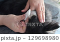 Cleaning your dog's ears with cotton 129698980