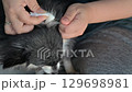 Cleaning your dog's ears with cotton 129698981