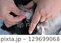 Cleaning your dog's ears: Wiping your dog's ears with cotton 129699068