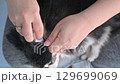 Cleaning your dog's ears with cotton 129699069