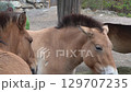 Brown Horse. Przewalski's Horse Animal. 129707235