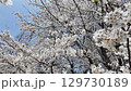  Cherry blossoms and blue sky 129730189