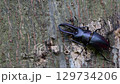 ノコギリクワガタと蟻 129734206