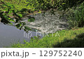 Flowing summer stream with grass and rocks, Rokytka Prague 9 129752240