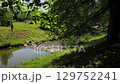 Flowing water with lush greenery, Rokytka Prague 9 129752241