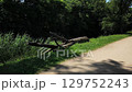 Fallen tree trunk along a summer path surrounded by lush greenery and vibrant grass 129752243