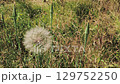 Dandelion seed head in meadow field close up 129752250