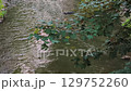 Flowing river water under tree branches in summer nature in Prague 9 Rokytka 129752260