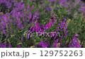 Ladybug on purple vetch flowers in summer meadow 129752263