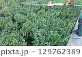 The worker is trimming the bushes. Cutting the grass and leaves on the bushes video. Urban landscape design. 129762389