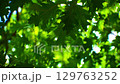 Green oak tree branch with bokeh, sun shining through with lens flare. Green leaves waving in the wind. Sunbeam breaking through the leaves. Warm summer forest light 129763252