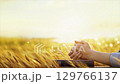 A Christian praying with his hands on a Bible in a bountiful autumn barley field, Thanksgiving and Harvest background. 129766137