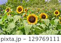 sunflower	 129769111