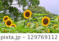 sunflower	 129769112