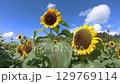 sunflower	 129769114