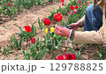 Close up of female hand holding bouquet of fresh red tulips against vibrant tulip field. Great for gardening blogs, seasonal content, and fresh floral aesthetics. 129788825
