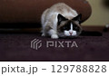 Adorable playful siamese cat hunting cat toy indoors. Domestic pet life concept. 129788828