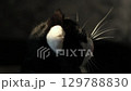 Fluffy tabby cat meticulously cleans its fur while sitting on a sunlit couch, golden rays highlighting each movement. Domestic pet life concept. 129788830