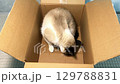 Siamese cat discovers new cardboard box arrived at home. New smell. Perfect new space to hide. 129788831