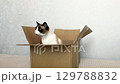 Cat rests in box, showing how cats of all ages seek security in enclosed spaces. Perfect for senior and young pet care themes 129788832