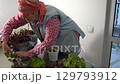 Grandmother transplants geranium and tradescantia into a flower pot. Woman carrying flower. Grandma house flowers. Floriculture hobby. Green leaves. 129793912