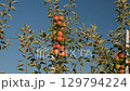 Juicy apples on branches in an apple orchard 129794224