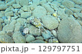 Wounded crab with one claw walks along the seabed. 129797751