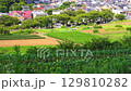 4K 夏の神奈川県：畑から住宅街を望む日本の田園風景（パン撮影・虫の音あり） 129810282