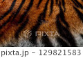 Seamless Loop Animation of Realistic Tiger Fur with Vivid Orange Jet-black Stripes. Fine Hairs Ripple with Smooth, Hypnotic Motion, Authentic Wildlife Texture of Premium Cinematic Detail Close-up 4k 129821583