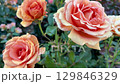 High-resolution close-up photo of a blooming peach rose with soft petals and natural sunlight. Floral macro shot with a blurred garden background. Ideal for botanical themes, nature concepts, and 129846329
